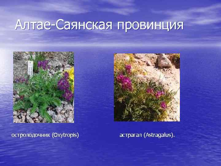 Алтае-Саянская провинция остролодочник (Oxytropis) астрагал (Astragalus). 