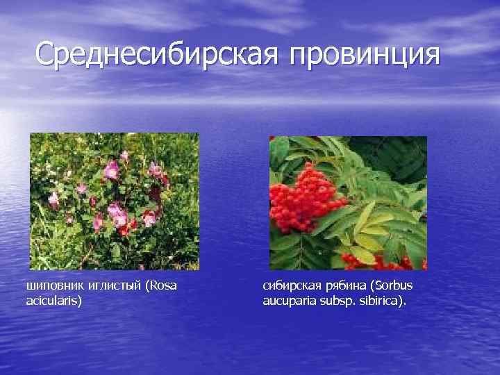 Среднесибирская провинция шиповник иглистый (Rosa acicularis) сибирская рябина (Sorbus aucuparia subsp. sibirica). 