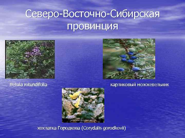 Северо-Восточно-Сибирская провинция Betula rotundifolia карликовый можжевельник хохлатка Городкова (Corydalis gorodkovii) 