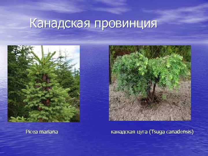 Канадская провинция Picea mariana канадская цуга (Tsuga canadensis) 