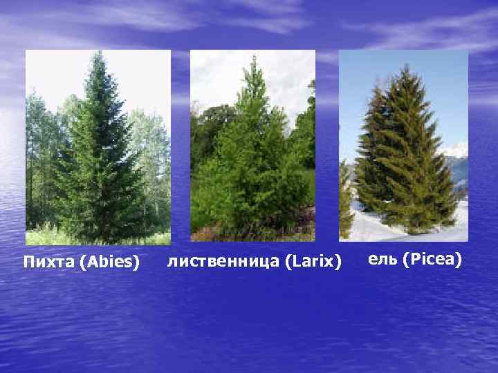 Пихта (Abies) лиственница (Larix) ель (Picea) 