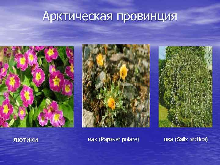Арктическая провинция лютики мак (Papaver polare) ива (Salix arctica) 