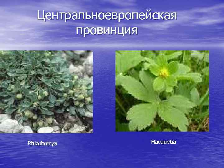 Центральноевропейская провинция Rhizobotrya Hacquetia 