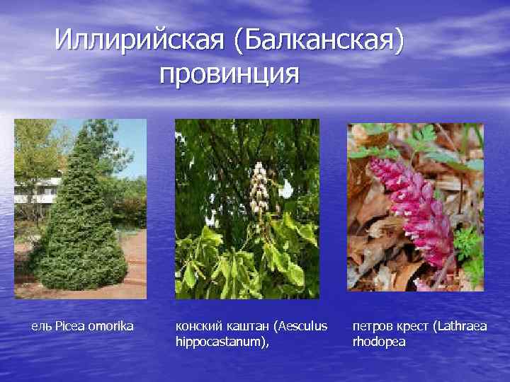 Иллирийская (Балканская) провинция ель Picea omorika конский каштан (Aesculus hippocastanum), петров крест (Lathraea rhodopea