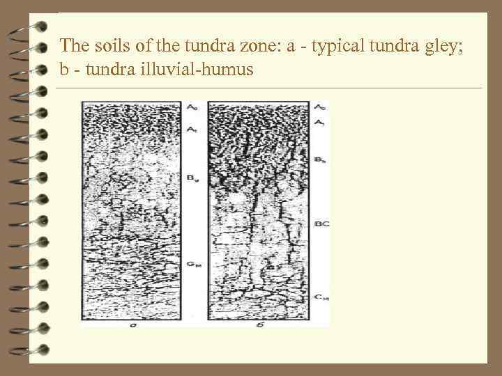 The soils of the tundra zone: a - typical tundra gley; b - tundra
