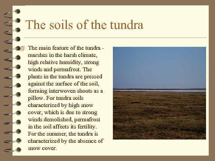 The soils of the tundra 4 The main feature of the tundra - marshes