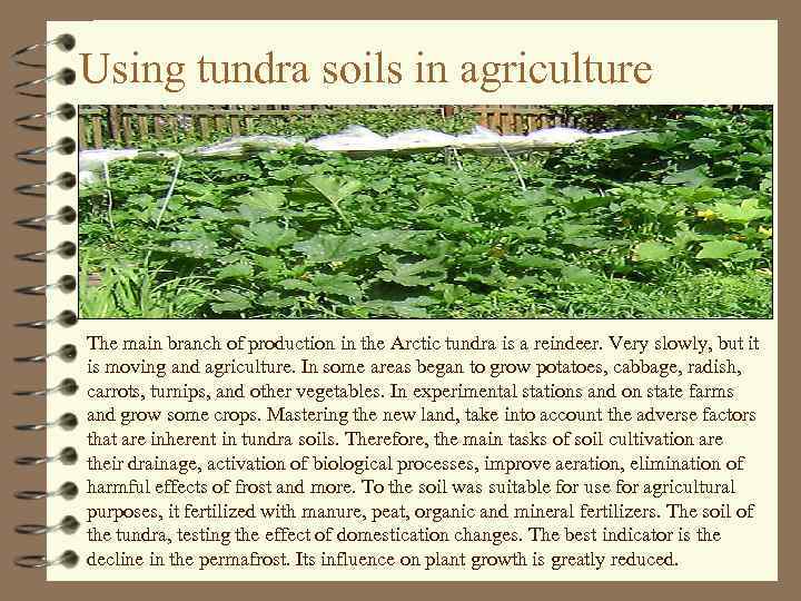 Using tundra soils in agriculture The main branch of production in the Arctic tundra
