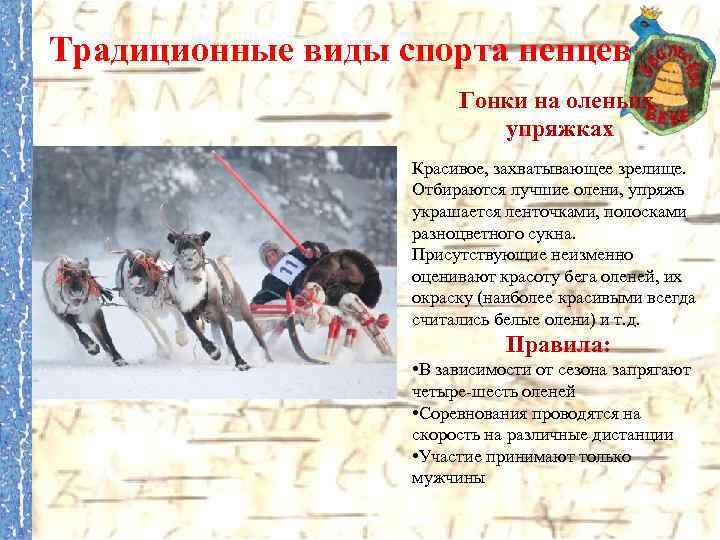 Традиционные виды спорта ненцев Гонки на оленьих упряжках Красивое, захватывающее зрелище. Отбираются лучшие олени,