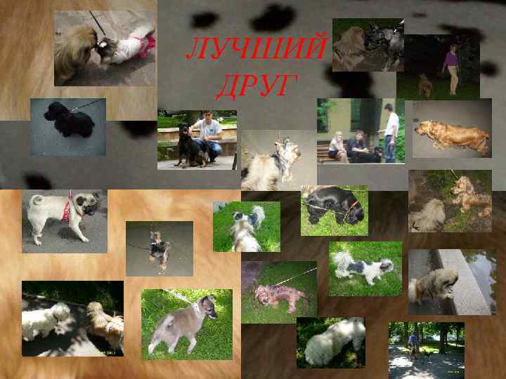 ЛУЧШИЙ ДРУГ 
