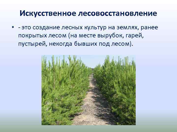 Искусственное лесовосстановление • это создание лесных культур на землях, ранее покрытых лесом (на месте