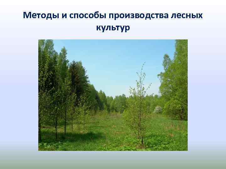 Методы и способы производства лесных культур 