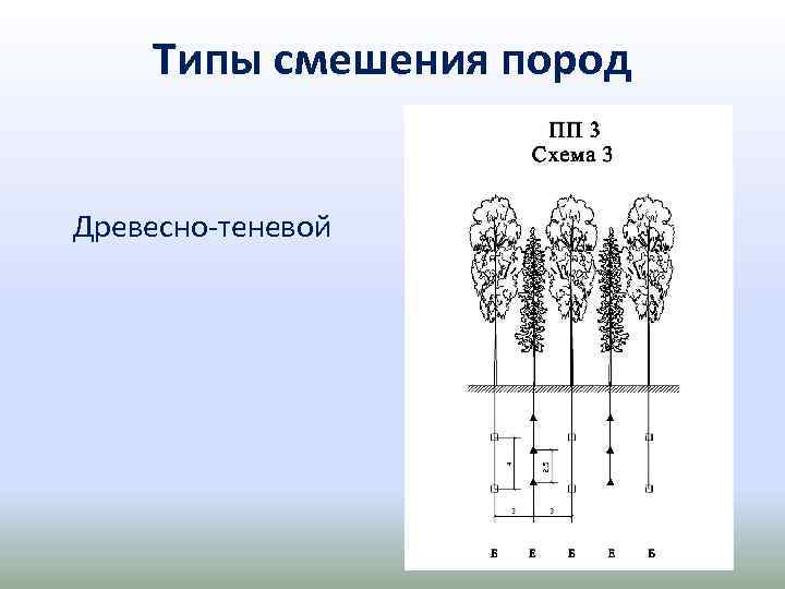 Типы смешения пород Древесно теневой 