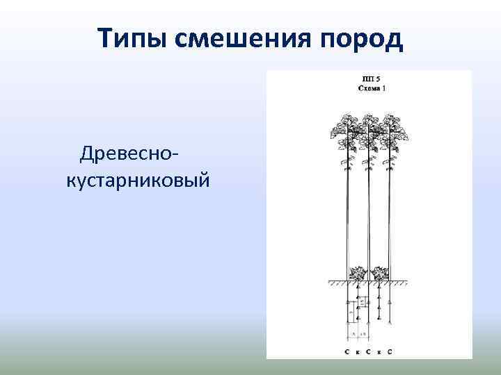 Типы смешения пород Древесно кустарниковый 