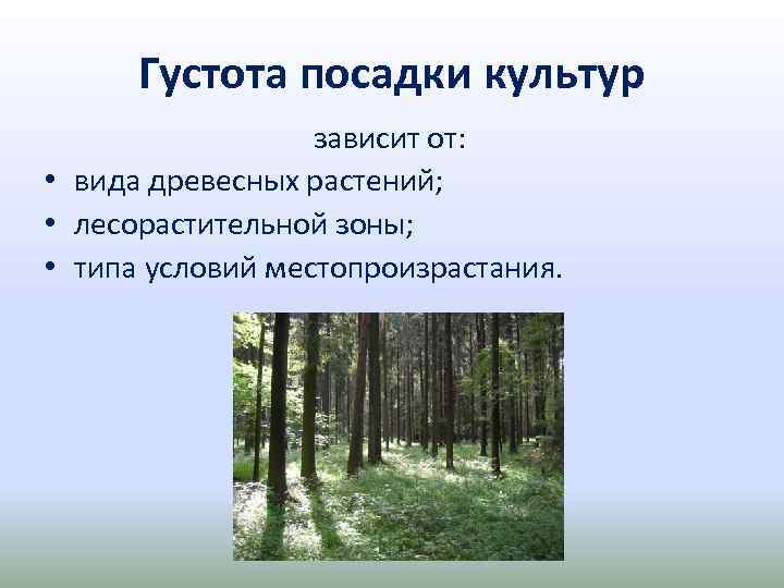 Густота посадки культур зависит от: • вида древесных растений; • лесорастительной зоны; • типа