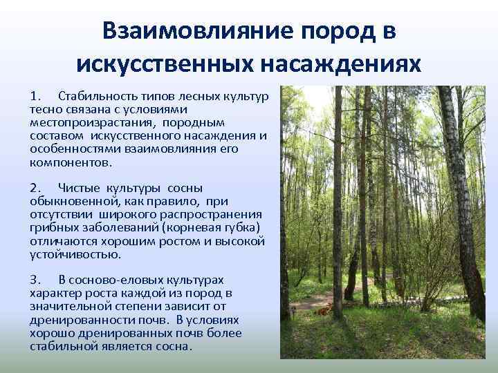 Взаимовлияние пород в искусственных насаждениях 1. Стабильность типов лесных культур тесно связана с условиями