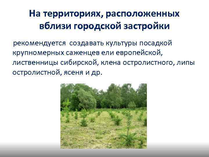 На территориях, расположенных вблизи городской застройки рекомендуется создавать культуры посадкой крупномерных саженцев ели европейской,