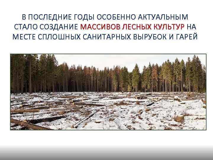 В ПОСЛЕДНИЕ ГОДЫ ОСОБЕННО АКТУАЛЬНЫМ СТАЛО СОЗДАНИЕ МАССИВОВ ЛЕСНЫХ КУЛЬТУР НА МАССИВОВ ЛЕСНЫХ КУЛЬТУР