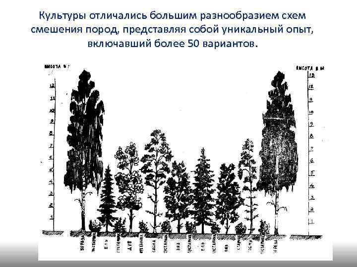 Культуры отличались большим разнообразием схем смешения пород, представляя собой уникальный опыт, включавший более 50