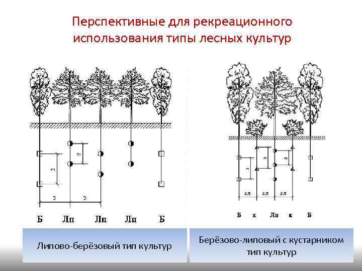 47 Перспективные для рекреационного использования типы лесных культур Липово-берёзовый тип культур Берёзово-липовый с кустарником