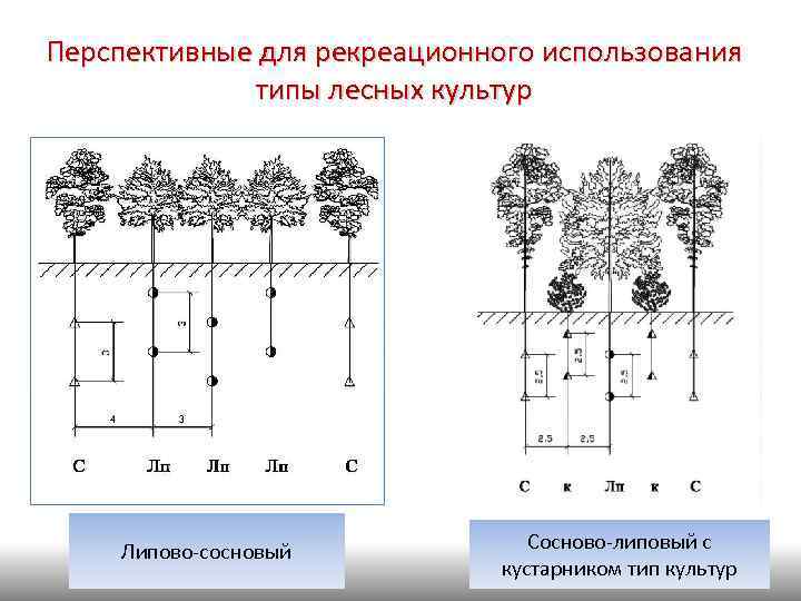Перспективные для рекреационного использования типы лесных культур Липово-сосновый Сосново-липовый с кустарником тип культур 