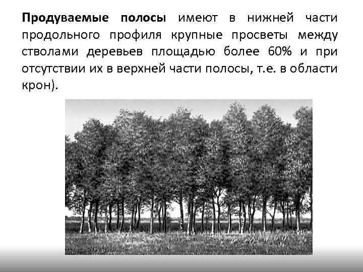 Продуваемые полосы имеют в нижней части продольного профиля крупные просветы между стволами деревьев площадью