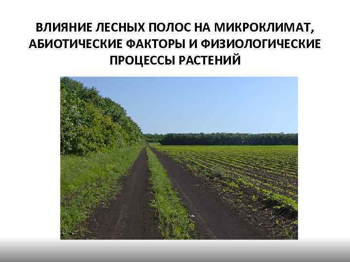 ВЛИЯНИЕ ЛЕСНЫХ ПОЛОС НА МИКРОКЛИМАТ, АБИОТИЧЕСКИЕ ФАКТОРЫ И ФИЗИОЛОГИЧЕСКИЕ ПРОЦЕССЫ РАСТЕНИЙ 