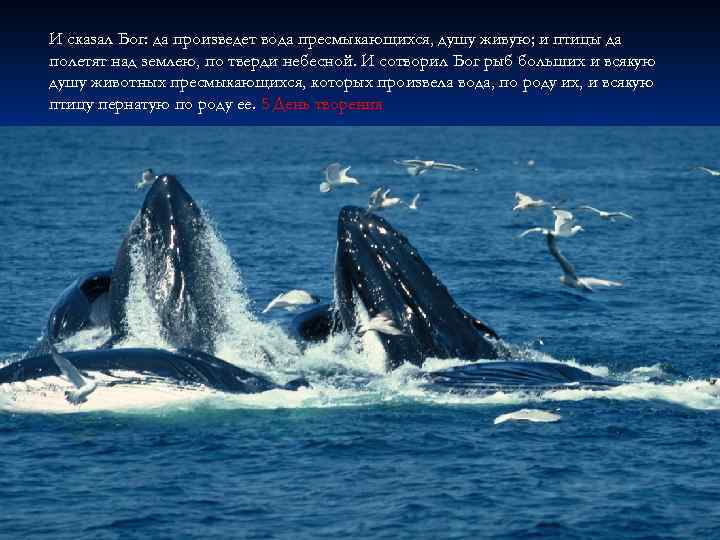 И сказал Бог: да произведет вода пресмыкающихся, душу живую; и птицы да полетят над