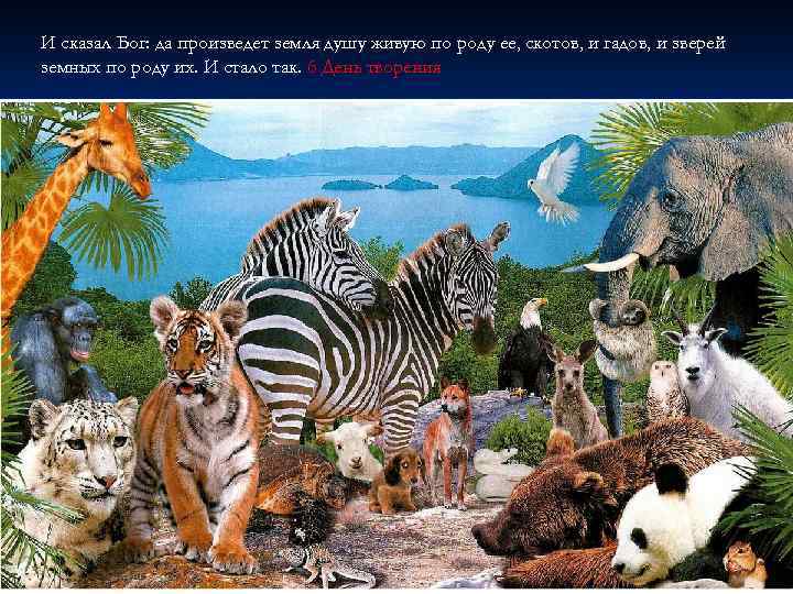 И сказал Бог: да произведет земля душу живую по роду ее, скотов, и гадов,