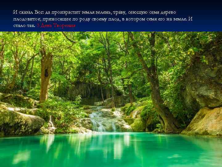 И сказал Бог: да произрастит земля зелень, траву, сеющую семя дерево плодовитое, приносящее по