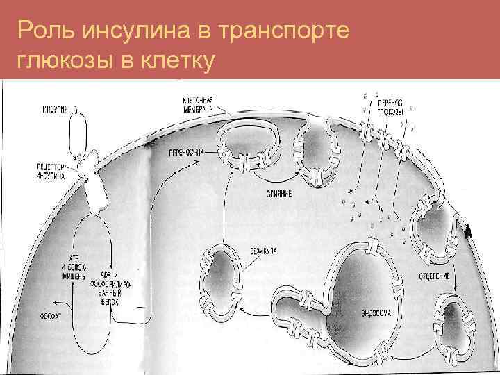 Роль инсулина в транспорте глюкозы в клетку 