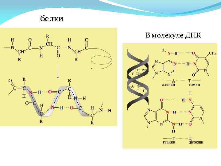 Mg связь. Типы химических связей в ДНК. Виды химических связей в молекуле ДНК.