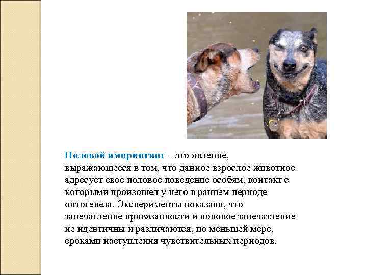 Половой импринтинг – это явление, выражающееся в том, что данное взрослое животное адресует свое