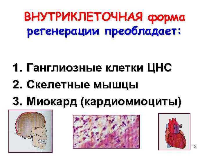 ВНУТРИКЛЕТОЧНАЯ форма регенерации преобладает: 1. 2. 3. Ганглиозные клетки ЦНС Скелетные мышцы Миокард (кардиомиоциты)