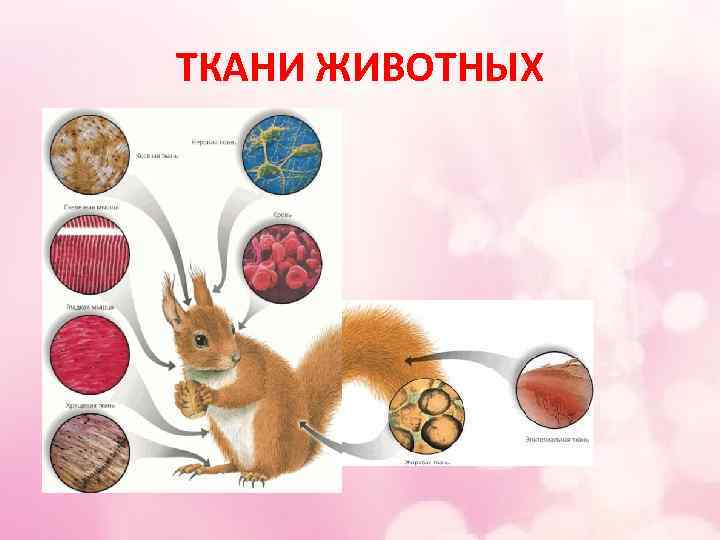 ТКАНИ ЖИВОТНЫХ 