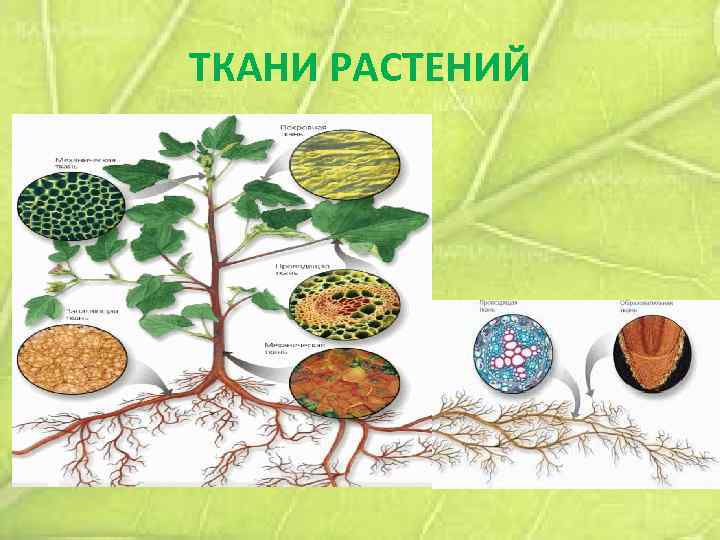 ТКАНИ РАСТЕНИЙ 