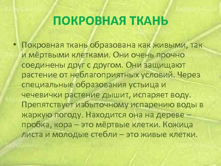 ПОКРОВНАЯ ТКАНЬ • Покровная ткань образована как живыми, так и мёртвыми клетками. Они очень