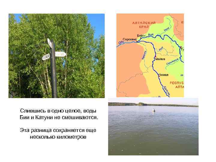 Слившись в одно целое, воды Бии и Катуни не смешиваются. Эта разница сохраняется еще
