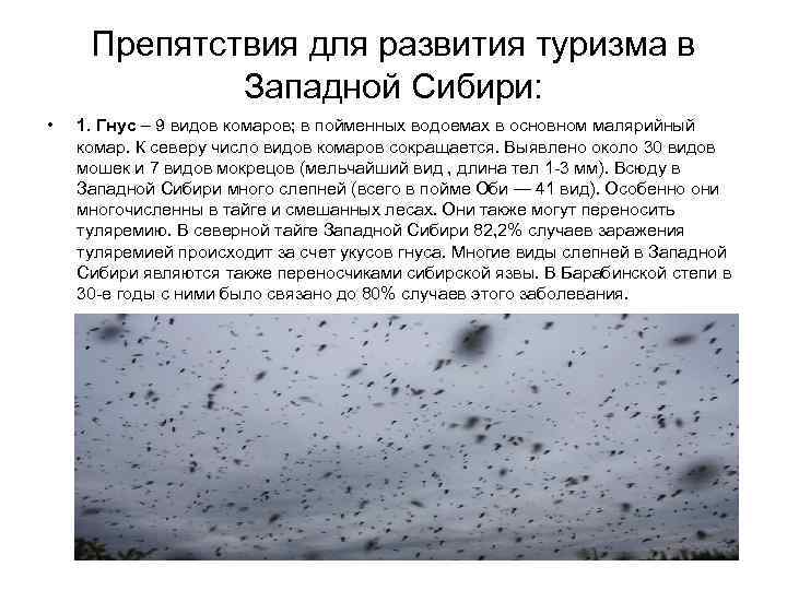 Препятствия для развития туризма в Западной Сибири: • 1. Гнус – 9 видов комаров;