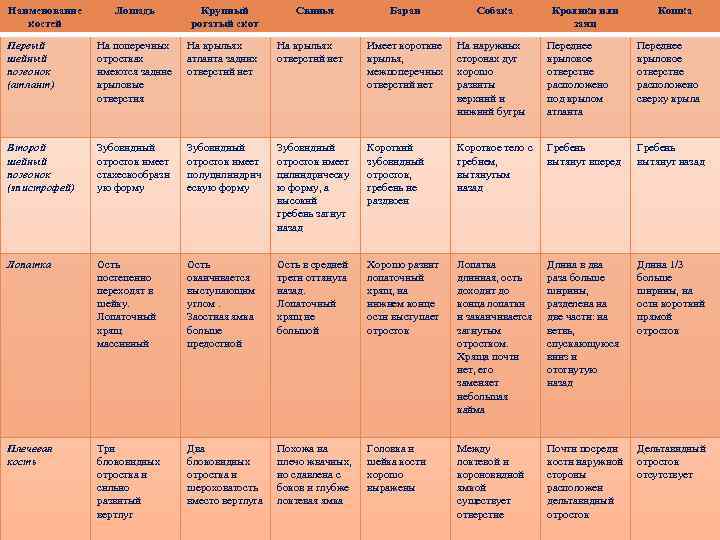 Наименование костей Лошадь Крупный рогатый скот Свинья Баран Собака Кролики или заяц Кошка Первый