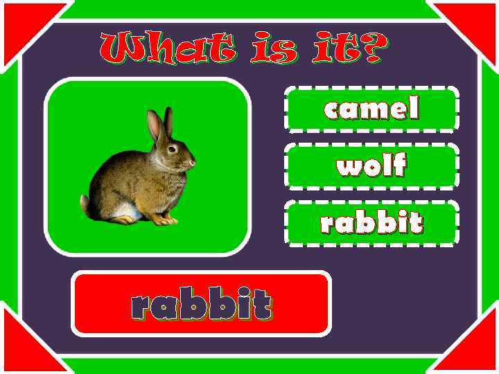 What is it? camel wolf rabbit 