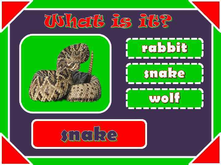 What is it? rabbit snake wolf snake 