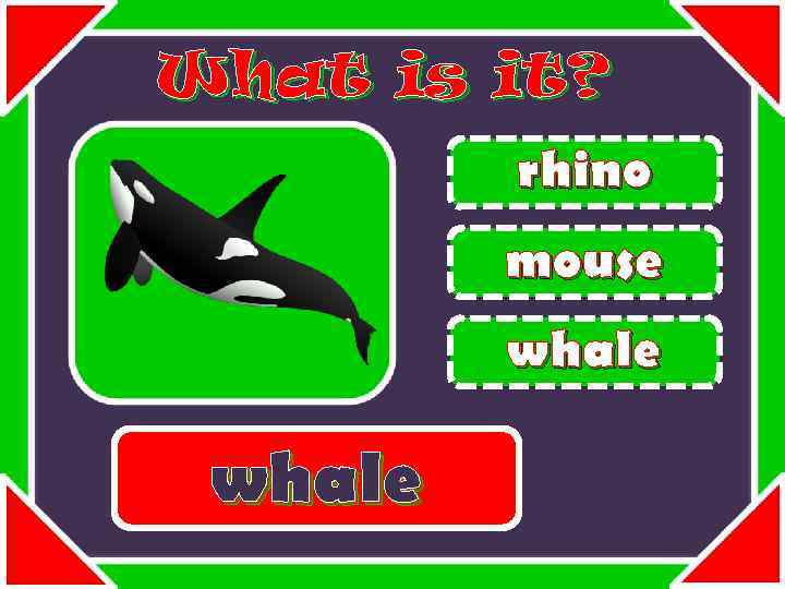 What is it? rhino mouse whale 