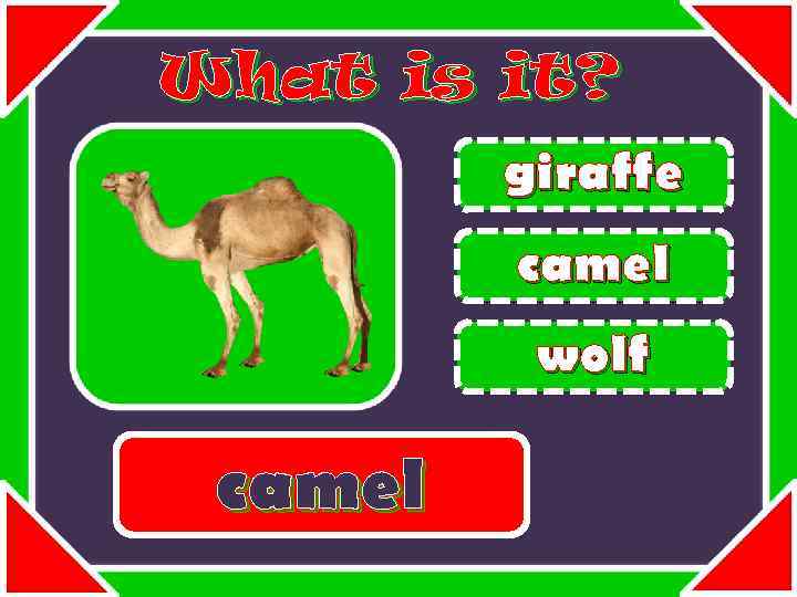 What is it? giraffe camel wolf camel 