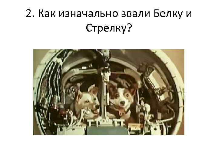 2. Как изначально звали Белку и Стрелку? 