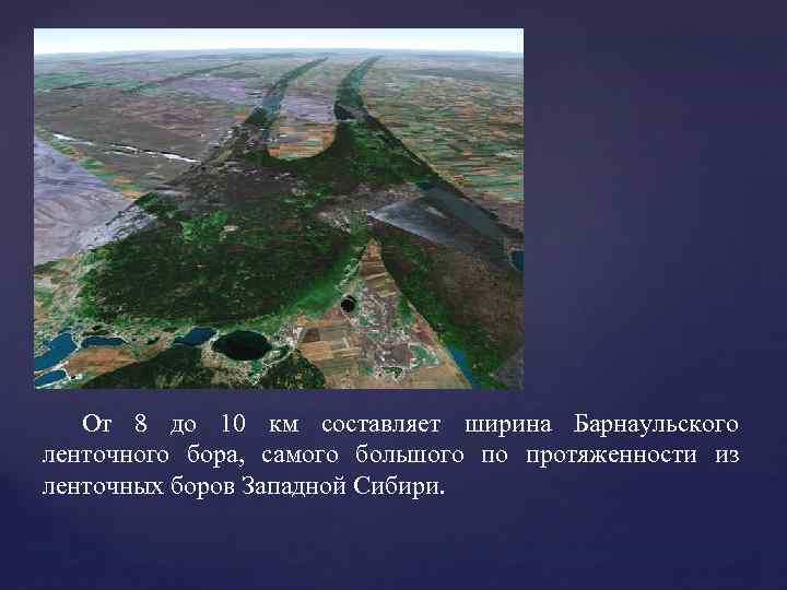 От 8 до 10 км составляет ширина Барнаульского ленточного бора, самого большого по протяженности