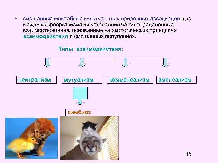 Смешанное взаимодействие. Типы взаимодействия между микроорганизмами. Собака Тип взаимодействия. Мутуализм комменсализм аменсализм нейтрализм. Комменсализм микроорганизмов примеры.