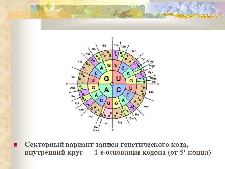  Секторный вариант записи генетического кода, внутренний круг — 1 -е основание кодона (от