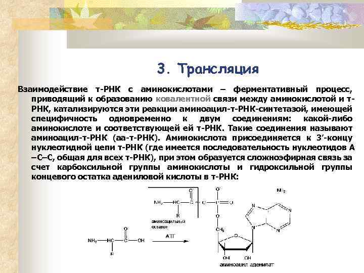 3. Трансляция Взаимодействие т-РНК с аминокислотами – ферментативный процесс, приводящий к образованию ковалентной связи