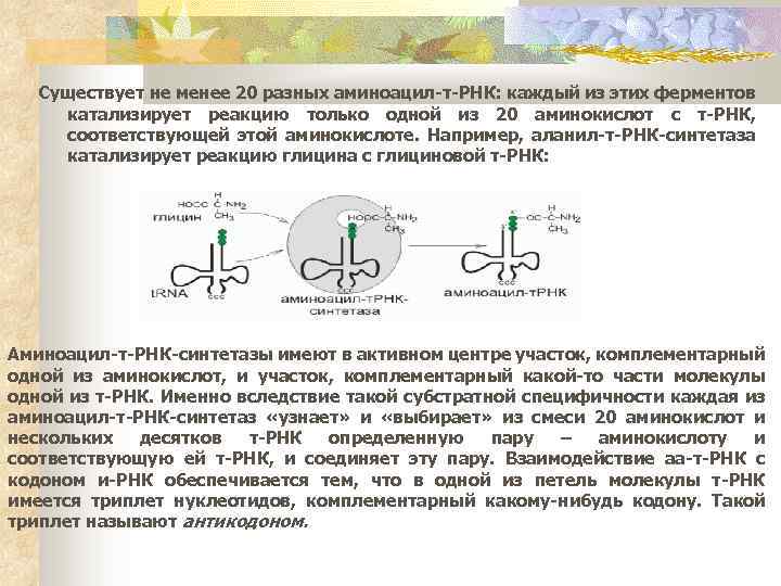 Существует не менее 20 разных аминоацил-т-РНК: каждый из этих ферментов катализирует реакцию только одной