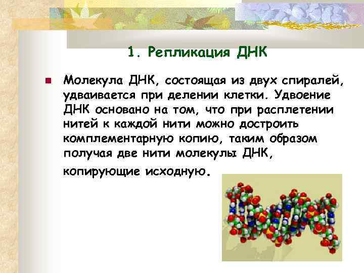 1. Репликация ДНК Молекула ДНК, состоящая из двух спиралей, удваивается при делении клетки. Удвоение